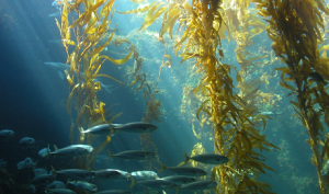 Canadian-scientist-approached-to-harvest-seaweed-for-anti-aging-products